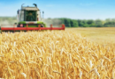 ¿Rusia está robando trigo a Ucrania? Esto dice la ONU