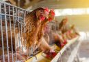 Lo que se sabe del brote de gripe aviar en Ecuador que deja más de 300.000 aves contagiadas